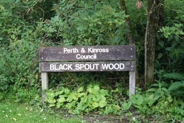 Black Spout Wood